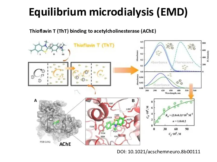 Equilibrium microdialysis (EMD) DOI: 10.1021/acschemneuro.8b00111 Thioflavin T (ThT) binding to acetylcholinesterase (AChE) AChE