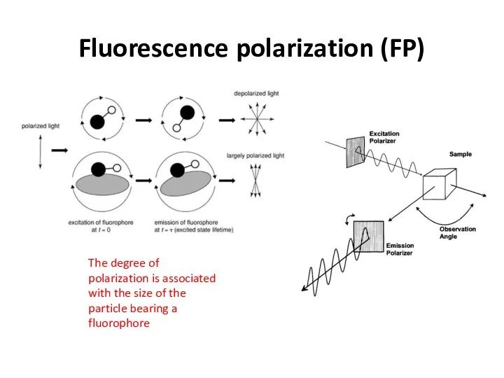 Fluorescence polarization (FP) The degree of polarization is associated with