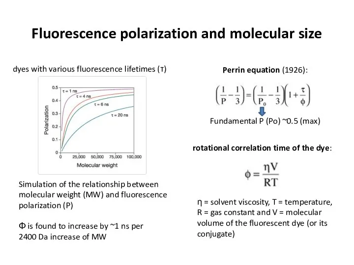 Fluorescence polarization and molecular size η = solvent viscosity, T