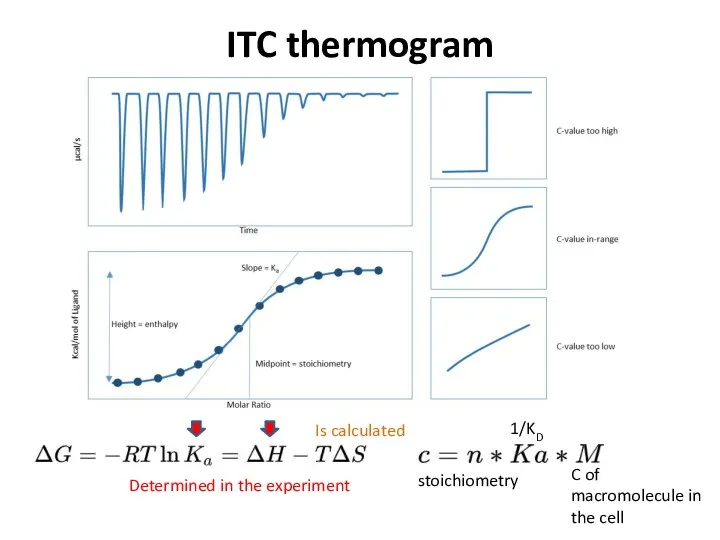 ITC thermogram stoichiometry 1/KD C of macromolecule in the cell Determined in the experiment Is calculated