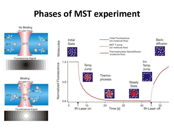 Phases of MST experiment