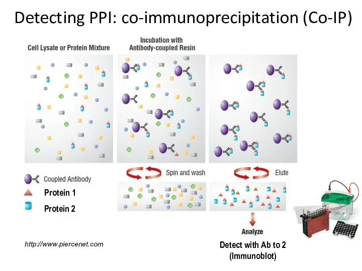 Detecting PPI: co-immunoprecipitation (Co-IP)