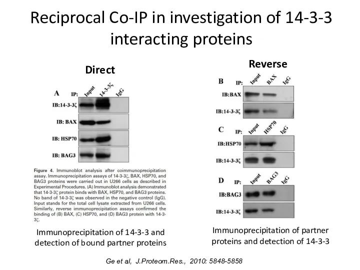 Reciprocal Co-IP in investigation of 14-3-3 interacting proteins Direct Immunoprecipitation