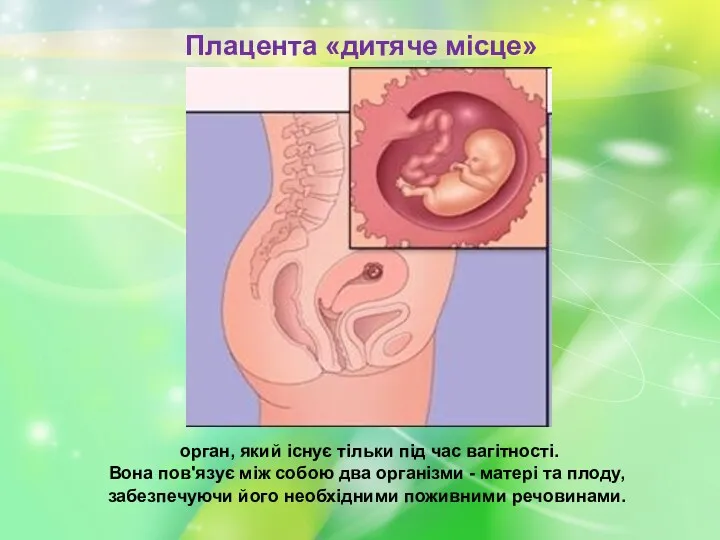 Плацента «дитяче місце» орган, який існує тільки під час вагітності.