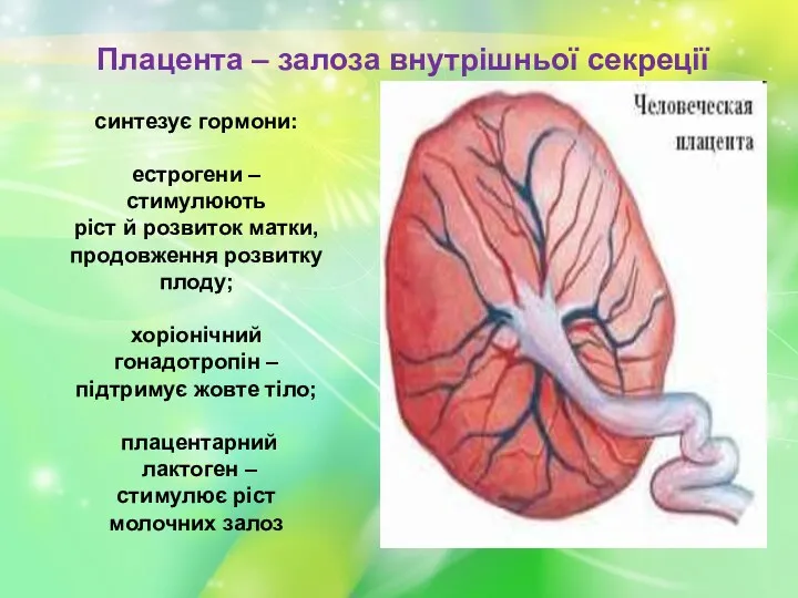 Плацента – залоза внутрішньої секреції синтезує гормони: естрогени – стимулюють