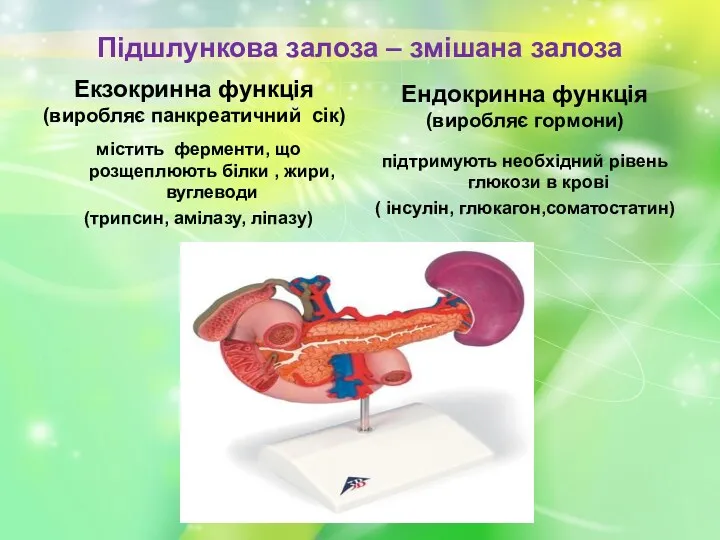 Підшлункова залоза – змішана залоза Екзокринна функція (виробляє панкреатичний сік)