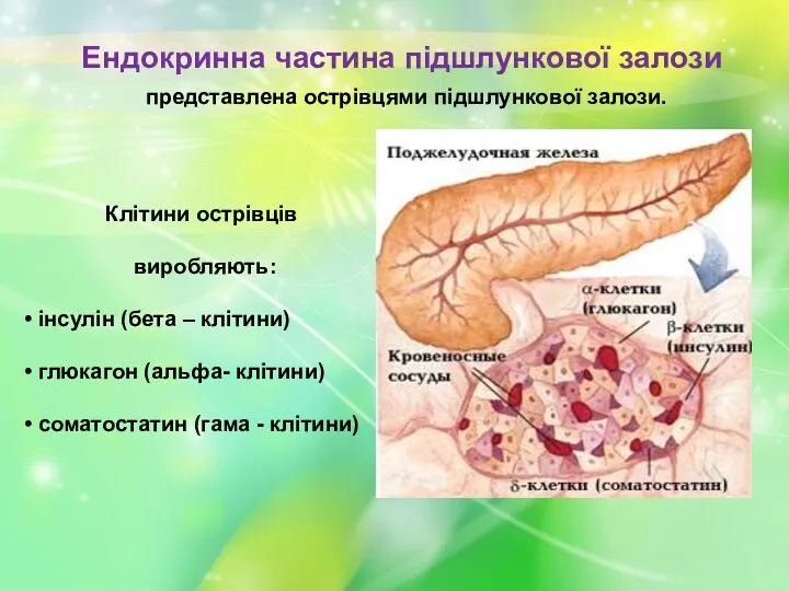 Ендокринна частина підшлункової залози представлена острівцями підшлункової залози. Клітини острівців