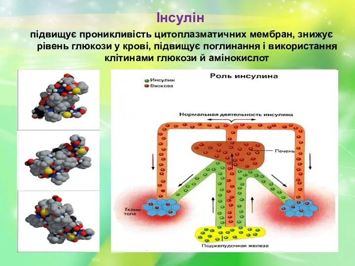 Інсулін підвищує проникливість цитоплазматичних мембран, знижує рівень глюкози у крові,