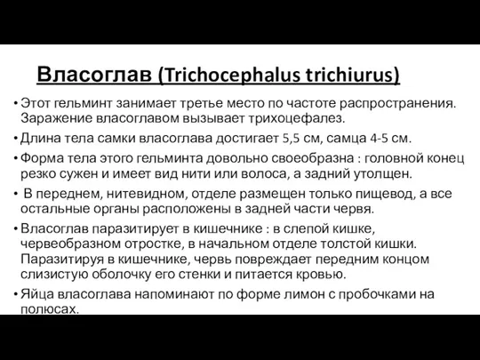 Власоглав (Trichocephalus trichiurus) Этот гельминт занимает третье место по частоте