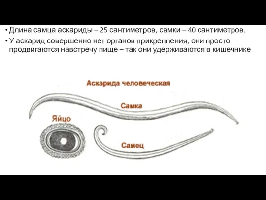 Длина самца аскариды – 25 сантиметров, самки – 40 сантиметров.