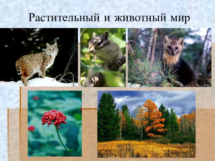 Растительный и животный мир