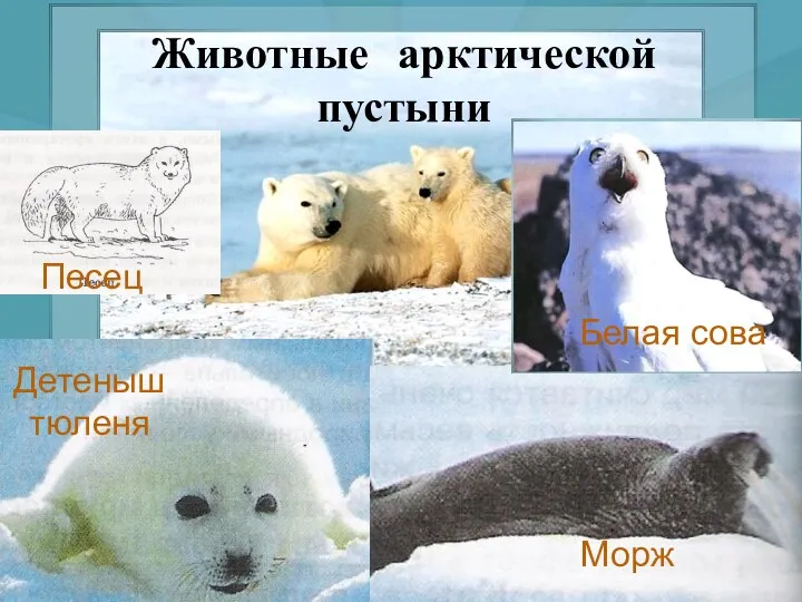 Животные арктической пустыни Детеныш тюленя Морж Песец Белая сова
