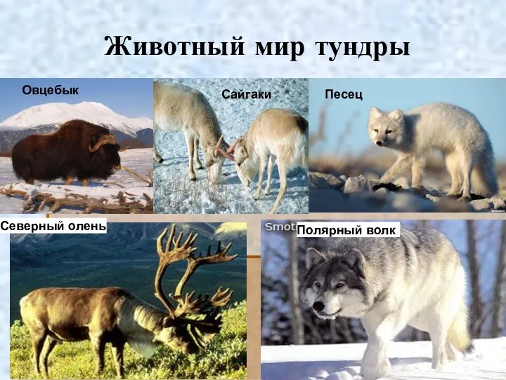 Животный мир тундры Овцебык Песец Полярный волк Северный олень Сайгаки