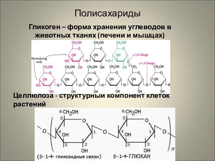 Полисахариды Гликоген – форма хранения углеводов в животных тканях (печени