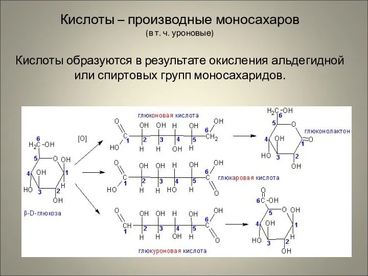 Кислоты – производные моносахаров (в т. ч. уроновые) Кислоты образуются