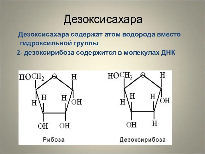 Дезоксисахара Дезоксисахара содержат атом водорода вместо гидроксильной группы 2- дезоксирибоза содержится в молекулах ДНК