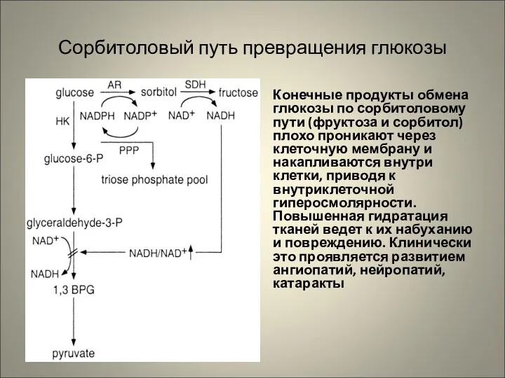 Сорбитоловый путь превращения глюкозы Конечные продукты обмена глюкозы по сорбитоловому