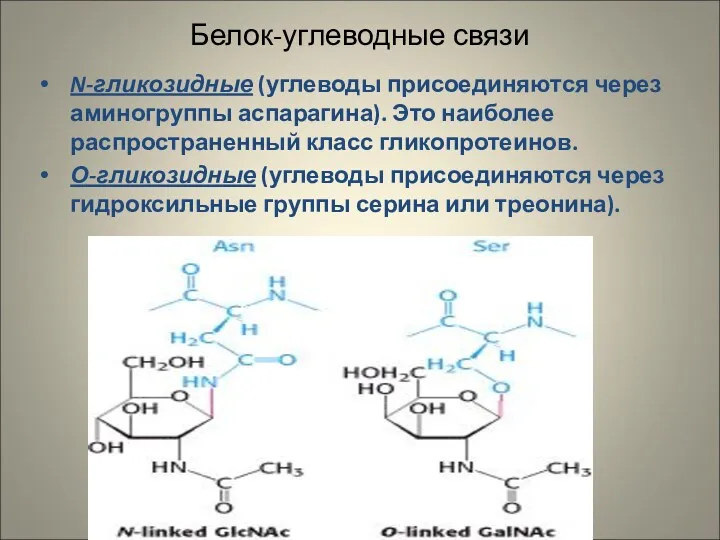 Белок-углеводные связи N-гликозидные (углеводы присоединяются через аминогруппы аспарагина). Это наиболее