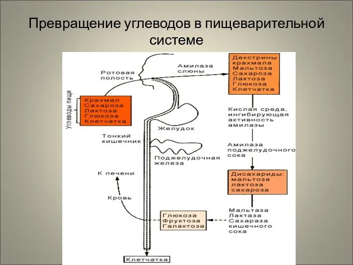 Превращение углеводов в пищеварительной системе