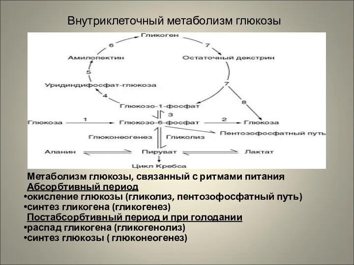 Внутриклеточный метаболизм глюкозы Метаболизм глюкозы, связанный с ритмами питания Абсорбтивный