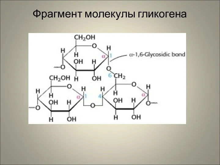 Фрагмент молекулы гликогена