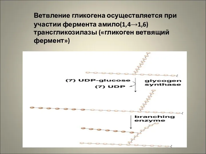 Ветвление гликогена осуществляется при участии фермента амило(1,4→1,6) трансгликозилазы («гликоген ветвящий фермент»)