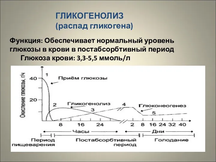 ГЛИКОГЕНОЛИЗ (распад гликогена) Функция: Обеспечивает нормальный уровень глюкозы в крови