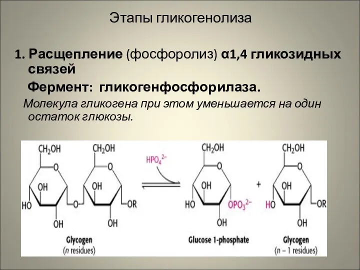 Этапы гликогенолиза 1. Расщепление (фосфоролиз) α1,4 гликозидных связей Фермент: гликогенфосфорилаза.