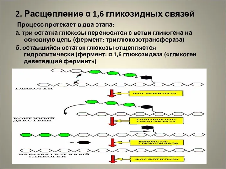 2. Расщепление α 1,6 гликозидных связей Процесс протекает в два