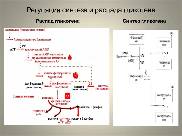 Регуляция синтеза и распада гликогена Распад гликогена Синтез гликогена