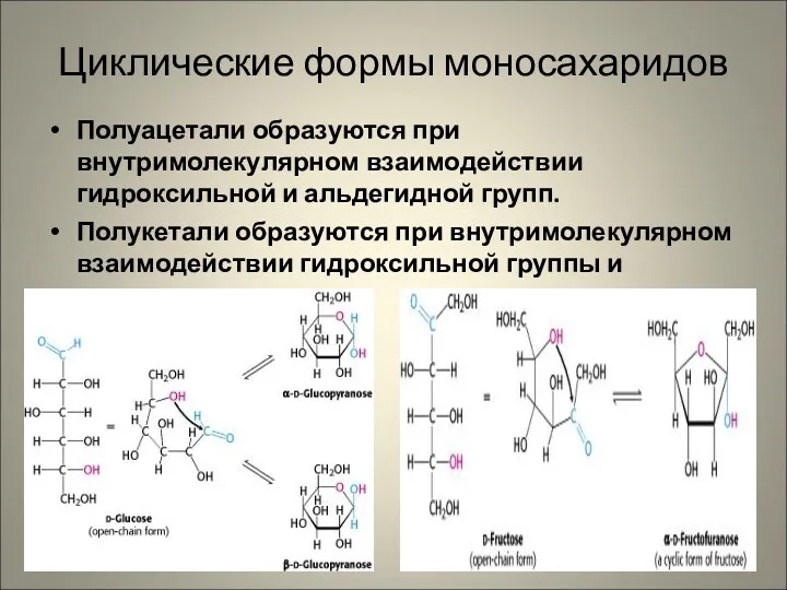 Циклические формы моносахаридов Полуацетали образуются при внутримолекулярном взаимодействии гидроксильной и