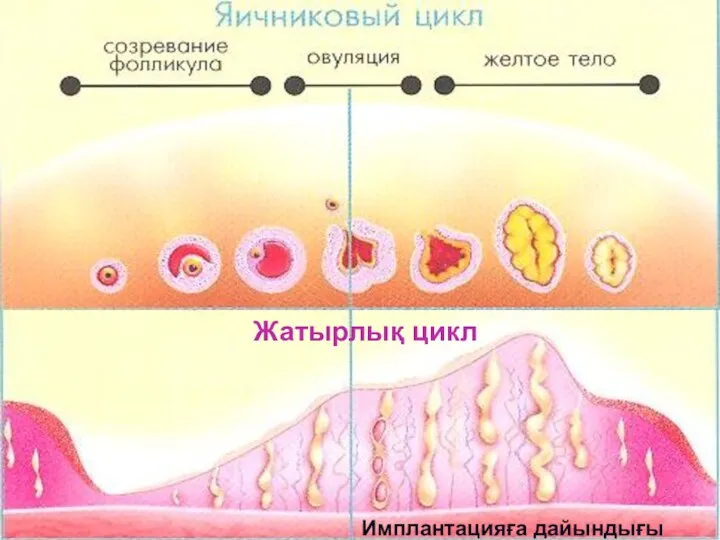 Имплантацияға дайындығы (эстрогены) (прогестерон) 8 Жатырлық цикл