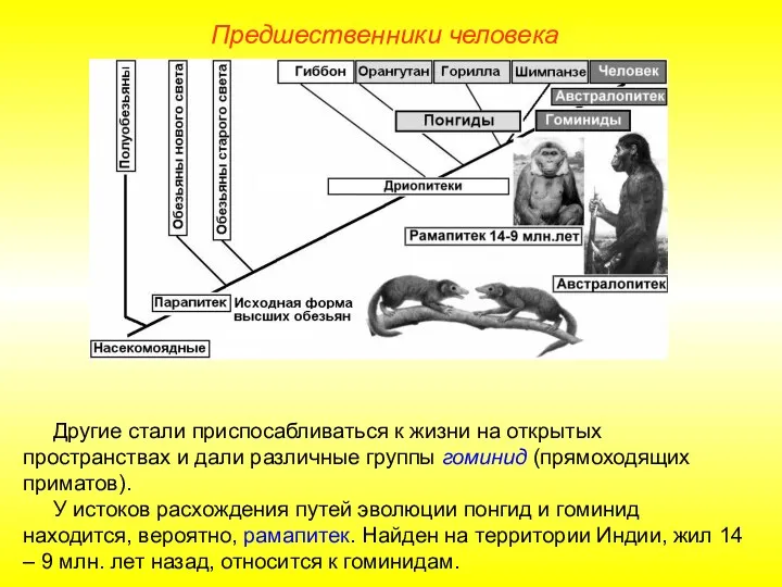 Другие стали приспосабливаться к жизни на открытых пространствах и дали