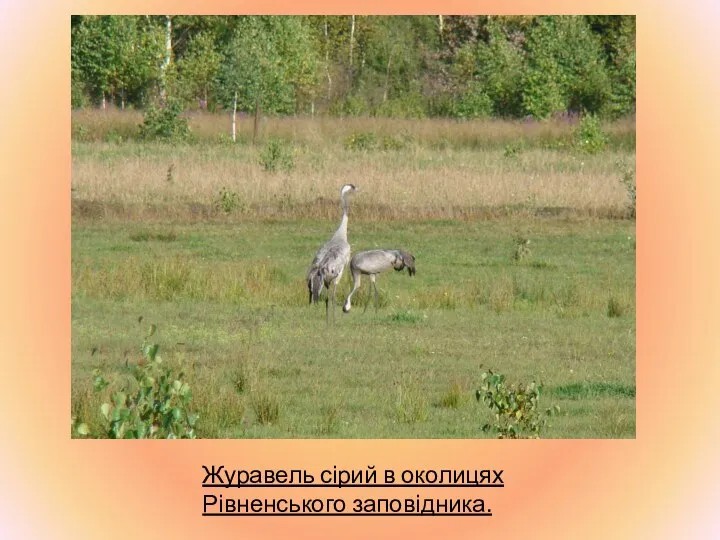 Журавель сірий в околицях Рівненського заповідника.
