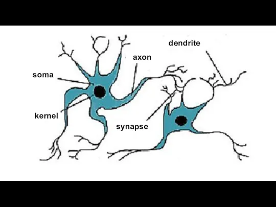dendrite axon kernel soma synapse