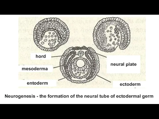 Neurogenesis - the formation of the neural tube of ectodermal germ