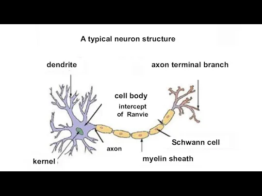 A typical neuron structure