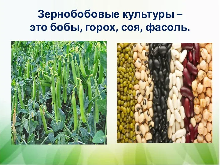 Зернобобовые культуры – это бобы, горох, соя, фасоль.