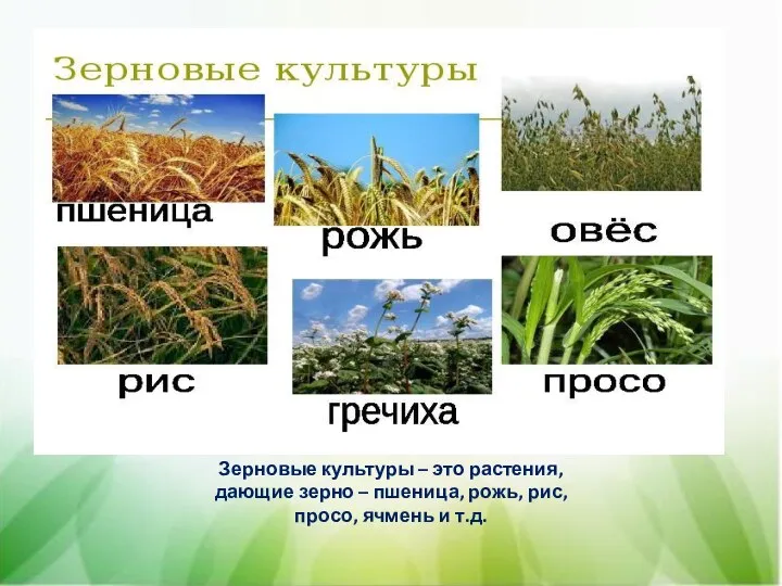 Зерновые культуры – это растения, дающие зерно – пшеница, рожь, рис, просо, ячмень и т.д.