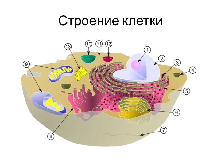 Строение клетки