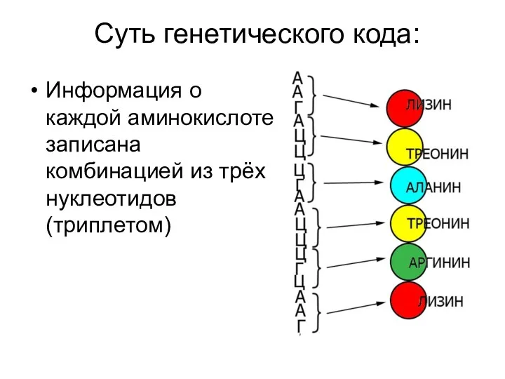 Суть генетического кода: Информация о каждой аминокислоте записана комбинацией из трёх нуклеотидов (триплетом)