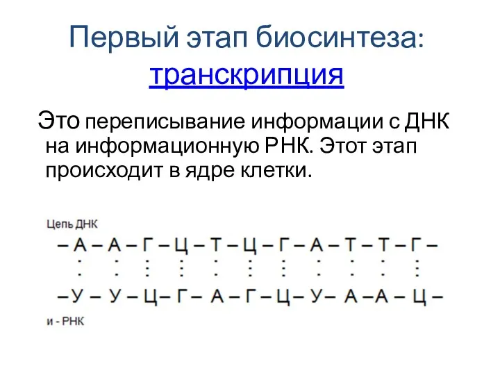 Первый этап биосинтеза: транскрипция Это переписывание информации с ДНК на