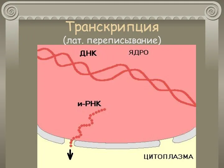 Транскрипция (лат. переписывание)