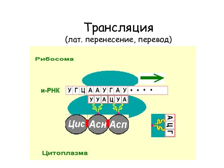 Трансляция (лат. перенесение, перевод)