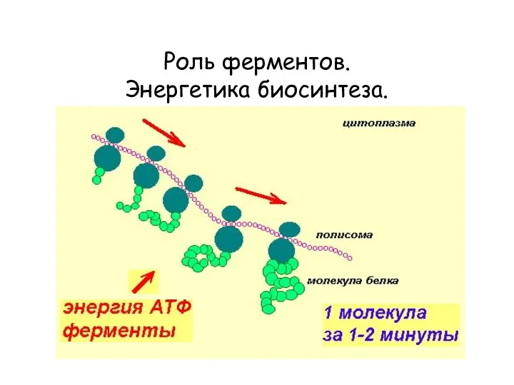 Роль ферментов. Энергетика биосинтеза.