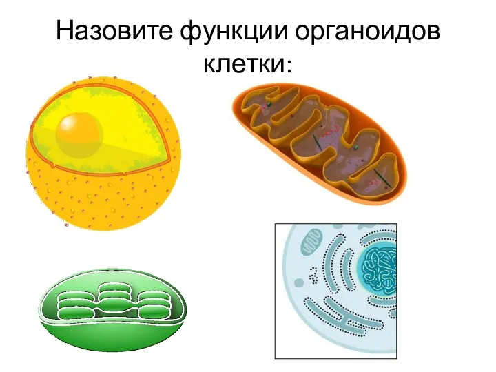 Назовите функции органоидов клетки: