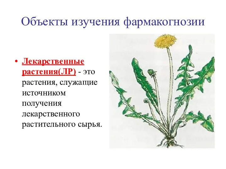 Объекты изучения фармакогнозии Лекарственные растения(ЛР) - это растения, служащие источником получения лекарственного растительного сырья.
