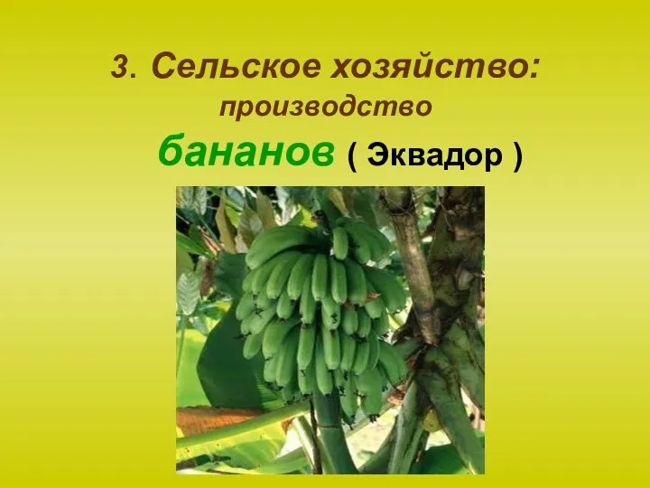 3. Сельское хозяйство: производство бананов ( Эквадор )