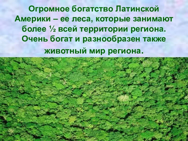 Огромное богатство Латинской Америки – ее леса, которые занимают более