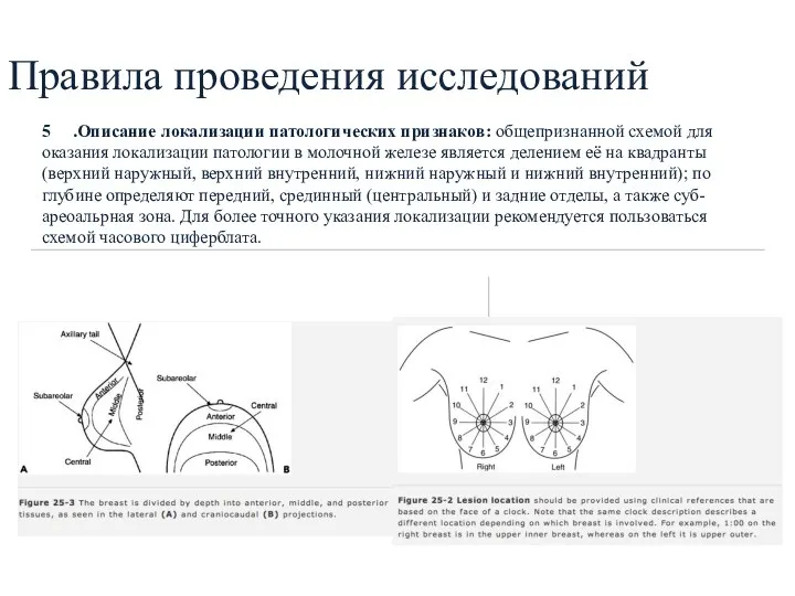 Правила проведения исследований 5 .Описание локализации патологических признаков: общепризнанной схемой